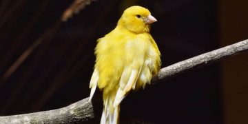 canari