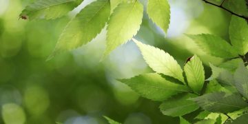 Terapia cu lumina verde va poate ajuta cu migrenele?