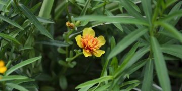 Tarhonul – Ce este și cum se folosește această plantă?