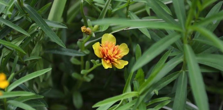 Tarhonul – Ce este și cum se folosește această plantă?